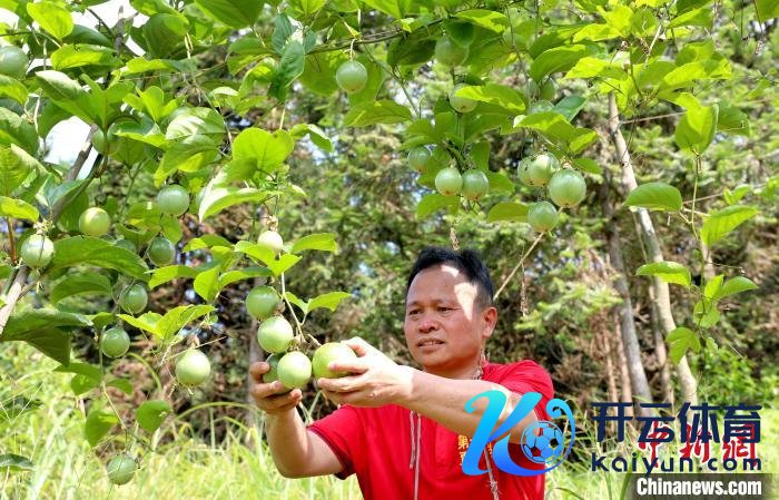 广西三江：立秋时节果飘香